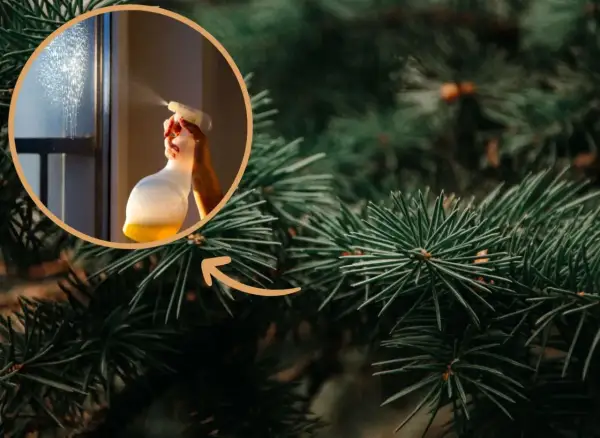 Ręka rozpyla płyn na okno, tworząc mgiełkę. W tle widać gałązki choinki, które przypominają o świątecznym zapachu choinki.